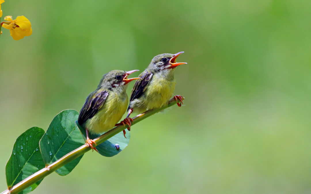 Secrets d’alchimiste : La langue des oiseaux